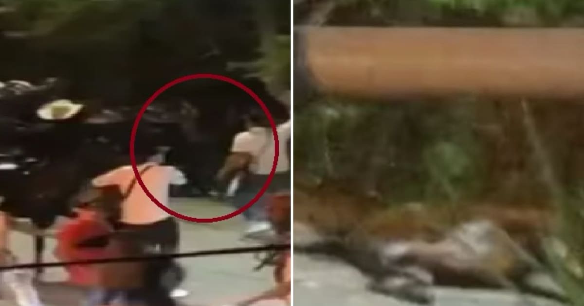 Caballo muere en cabalgata en Santander; denuncian maltrato