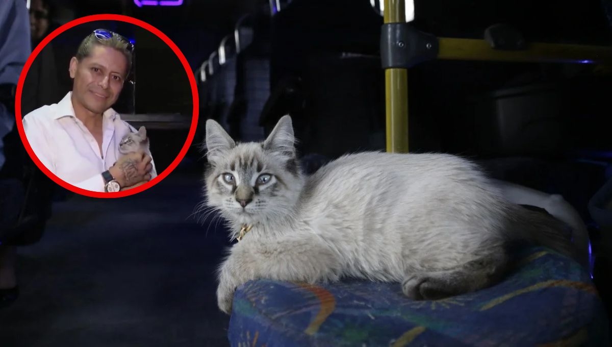 El misterio resuelto de Zafiro, el gatito microbusero robado en Puebla
