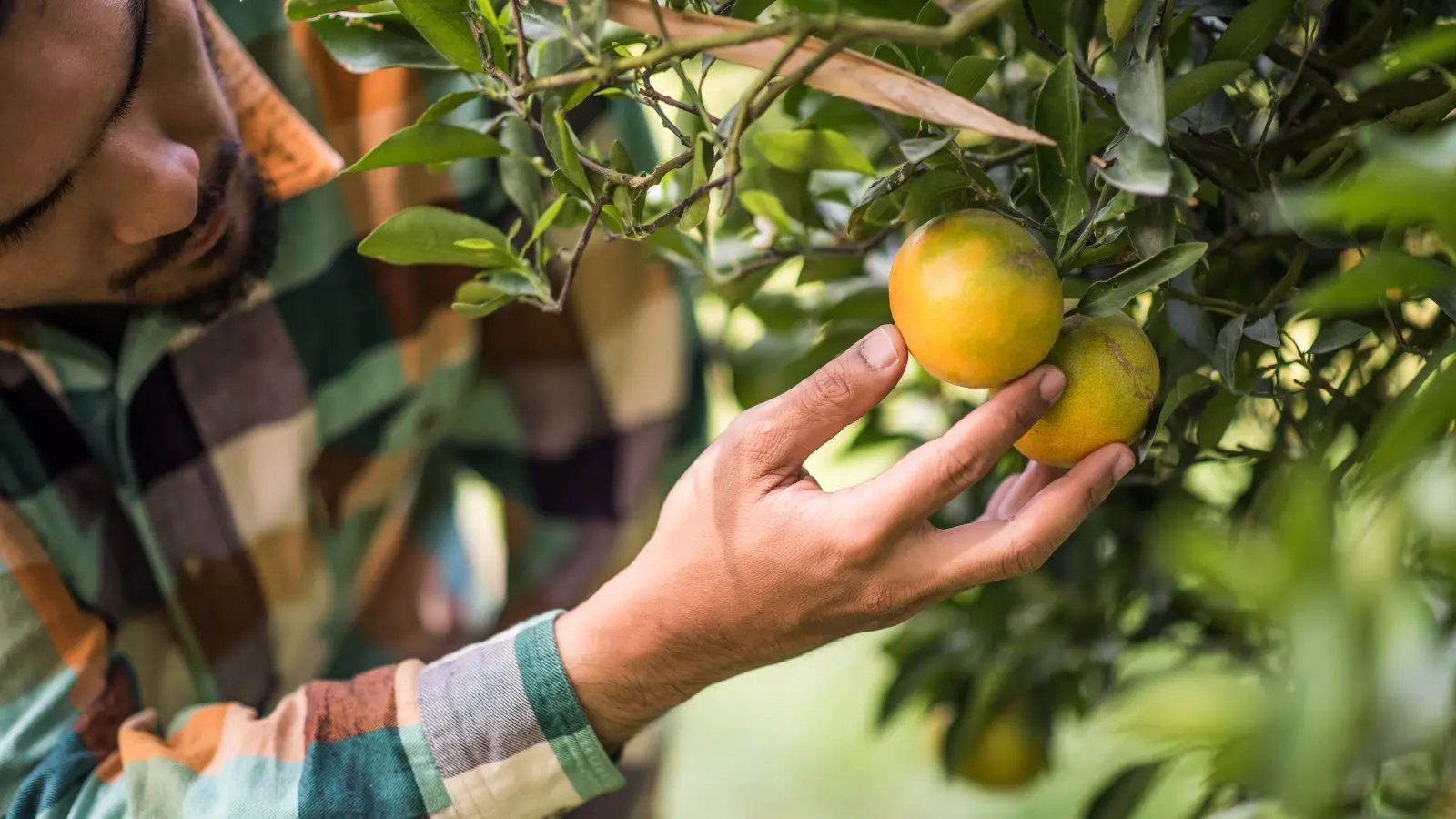 Quintana Roo concentra 63.5% de su superficie agrícola en cultivos perennes