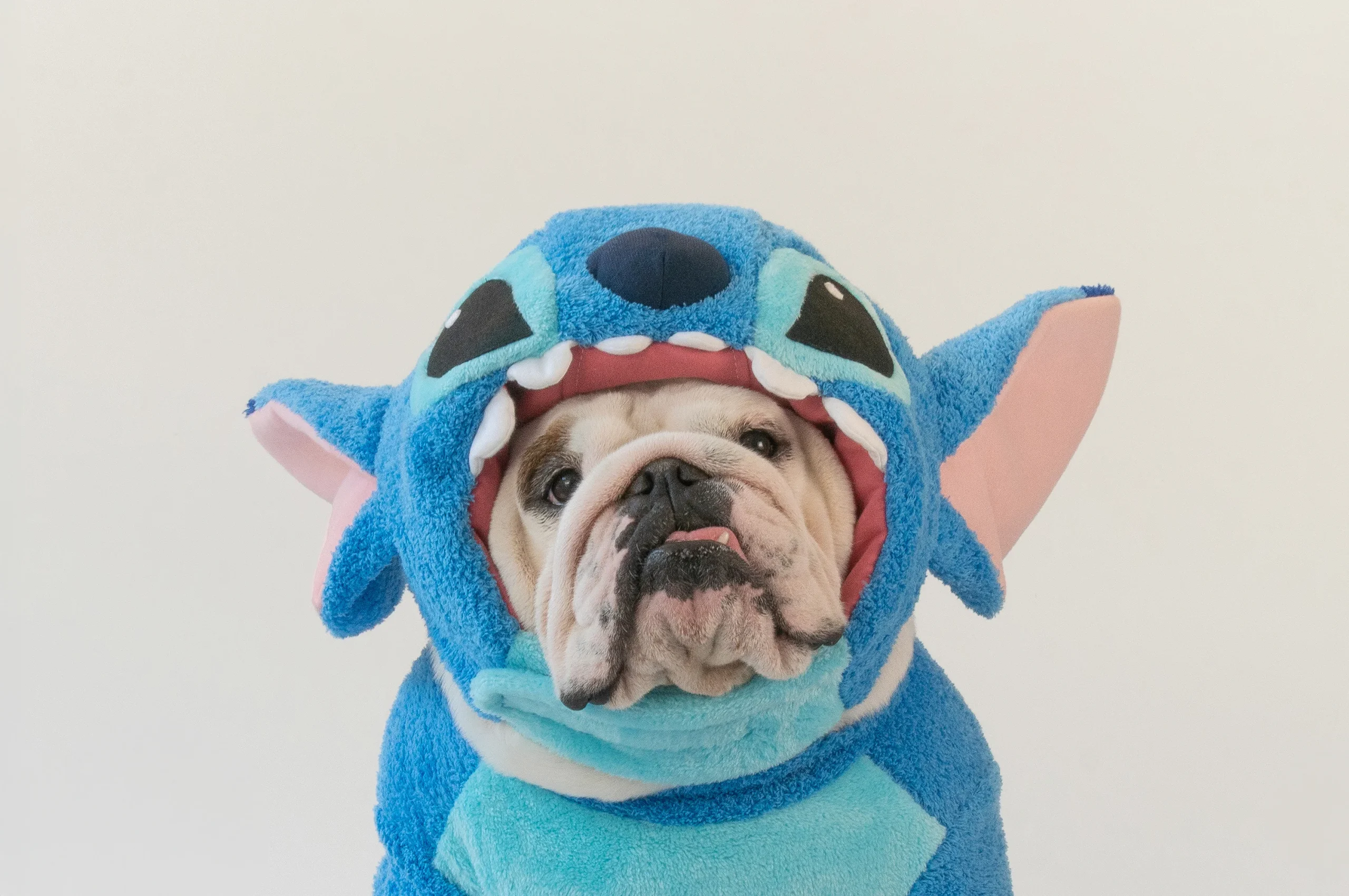 Wonton, el bulldog skater y sus virales trajes que conquistan las redes
