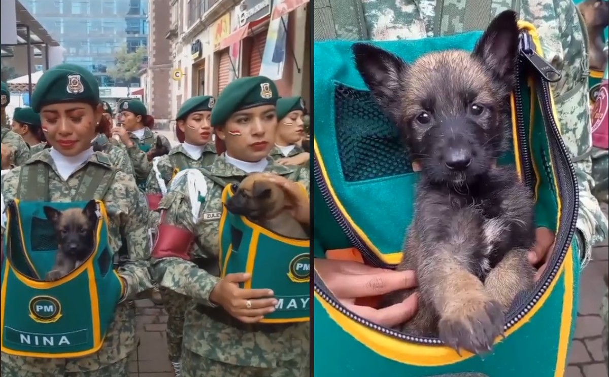 Los heroicos binomios caninos, estrellas del desfile militar 2025 de México