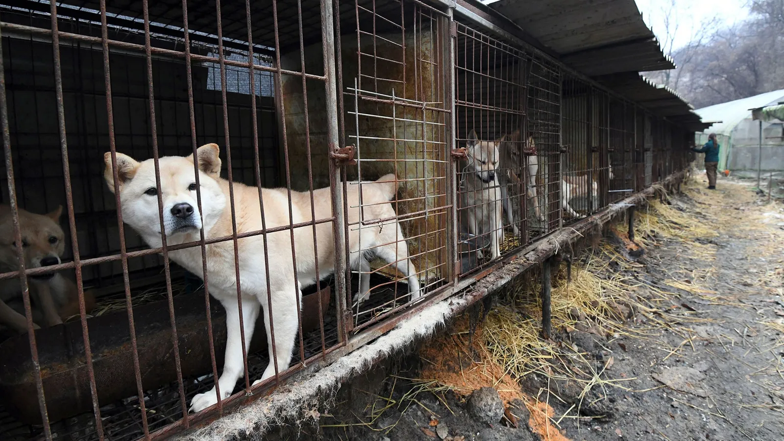 Investigan maltrato animal en Corea del Sur: Joven dejaba morir mascotas