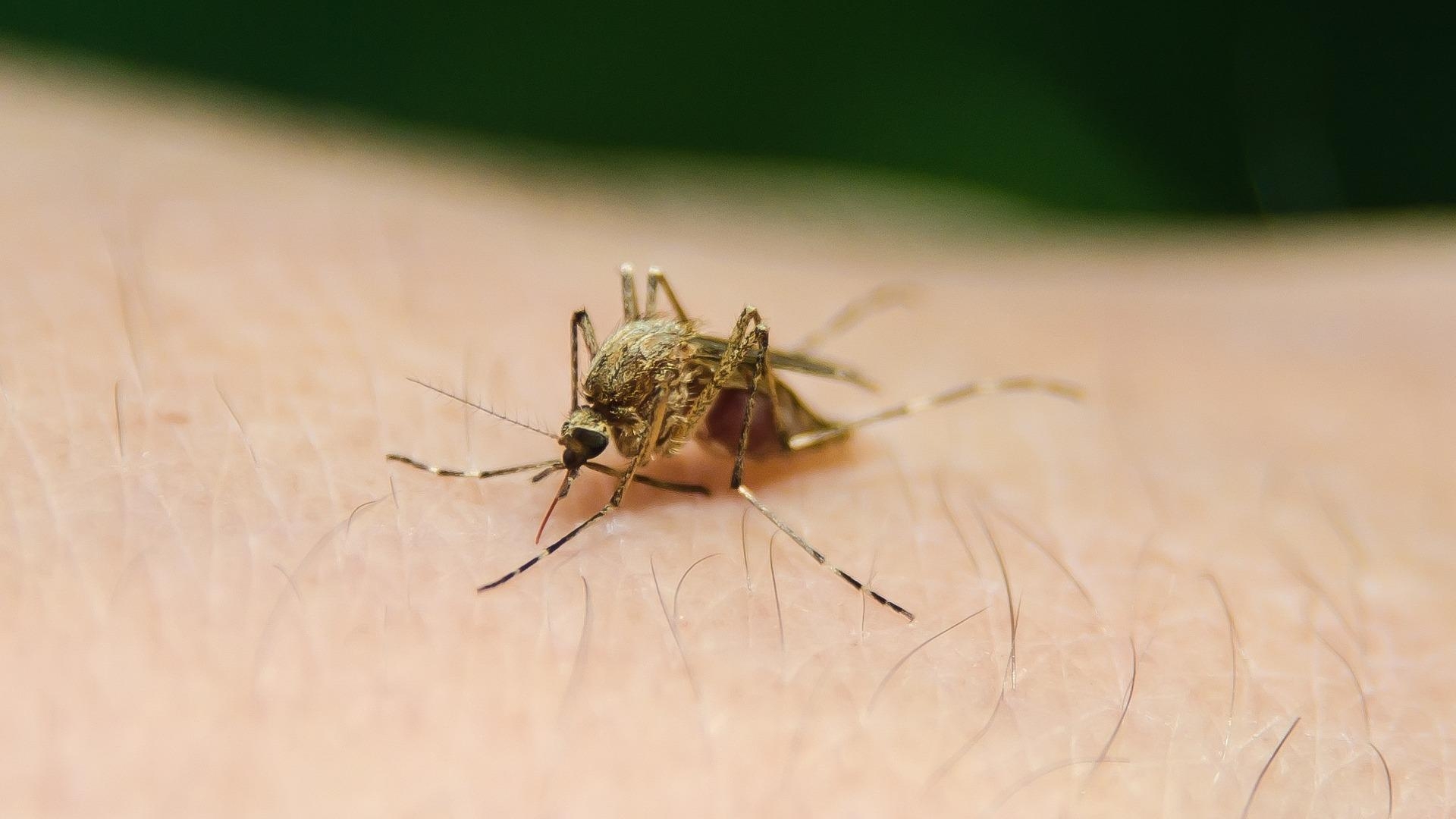 Dengue en Veracruz: Fallecen dos bebés y se reportan más de 1700 casos