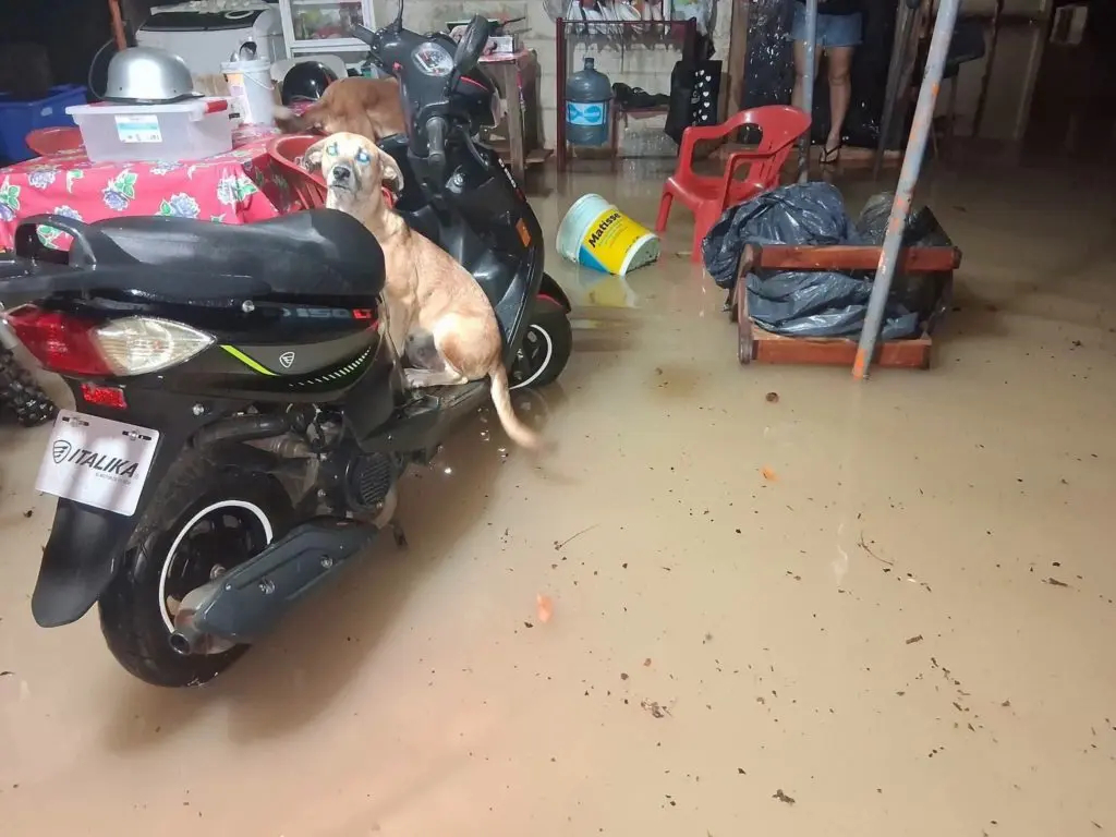 Bacalar reporta 100 familias sin apoyos tras inundaciones severas