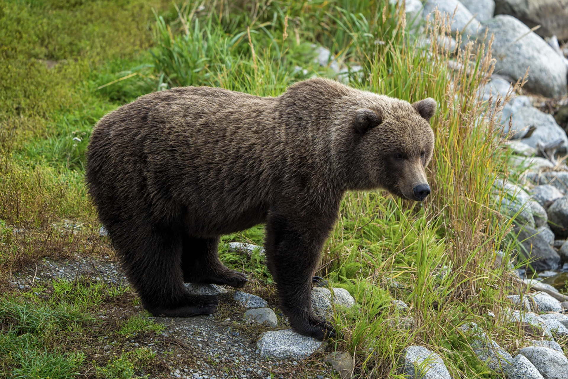 Fat Bear Week: Vota por tu oso gordo favorito en internet