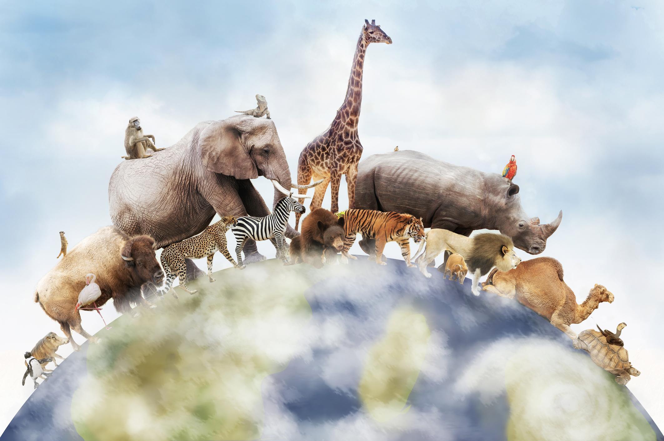Cómo evitar la extinción de especie: estrategias urgentes para salvar la vida en la Tierra