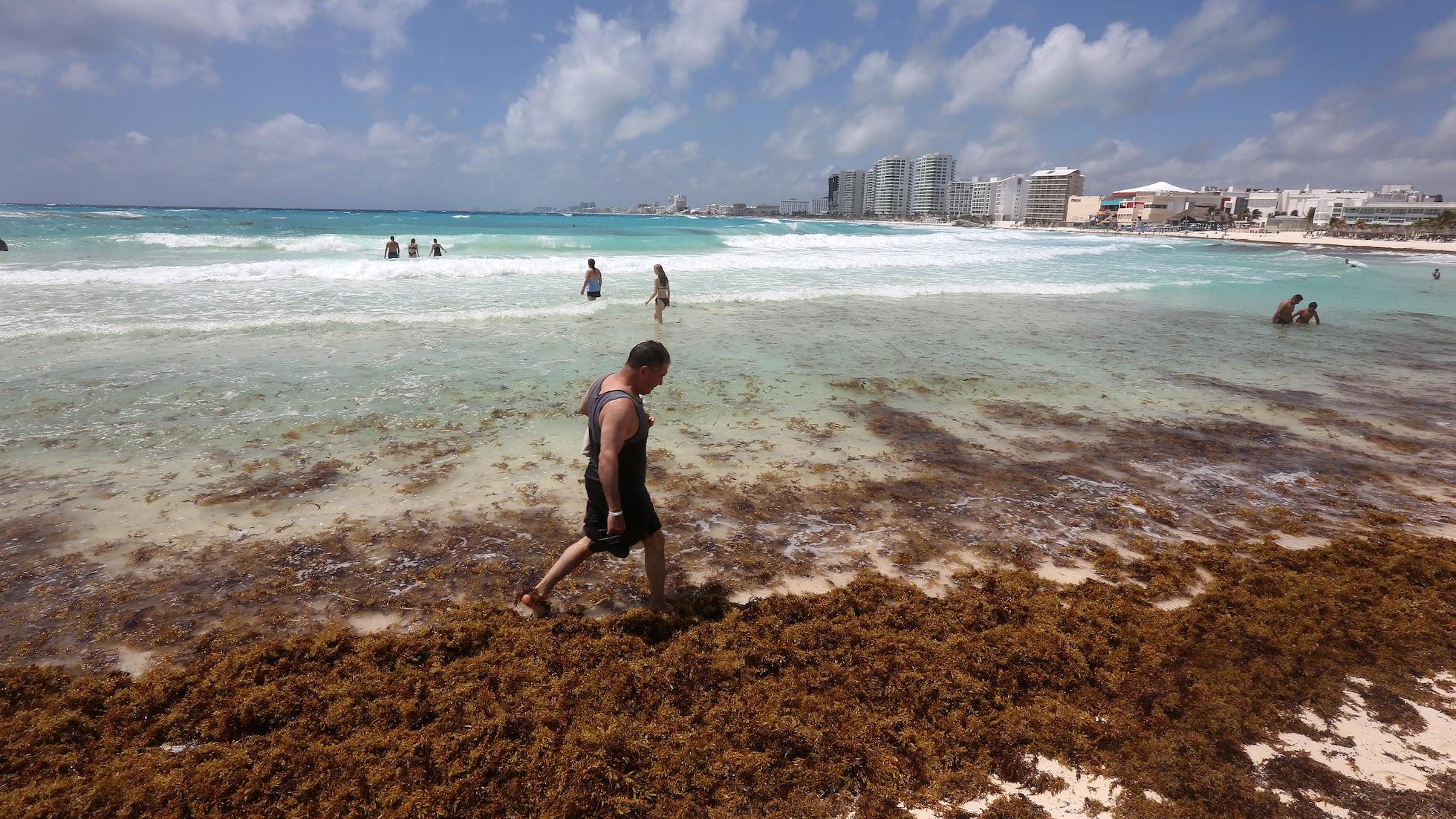 Invasión de sargazo amenaza el Caribe Mexicano: ¿Acumulación histórica en puerta?