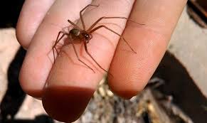 Araña violinista: la amenaza silenciosa en tu hogar y las plantas que pueden salvarte