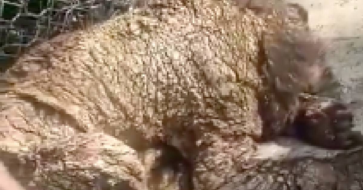 Osa abandonada en zoológico de Nuevo León enfrenta futuro incierto