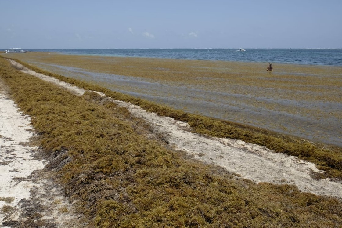 Nueva planta en Yucatán transforma sargazo en biofertilizantes