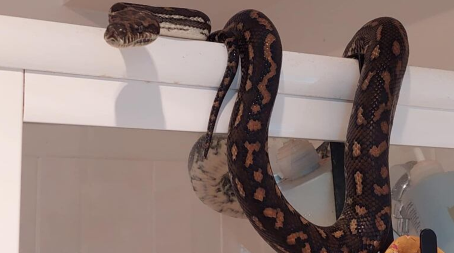Terror en el baño: hallan pitón gigante de 60 kg en una casa