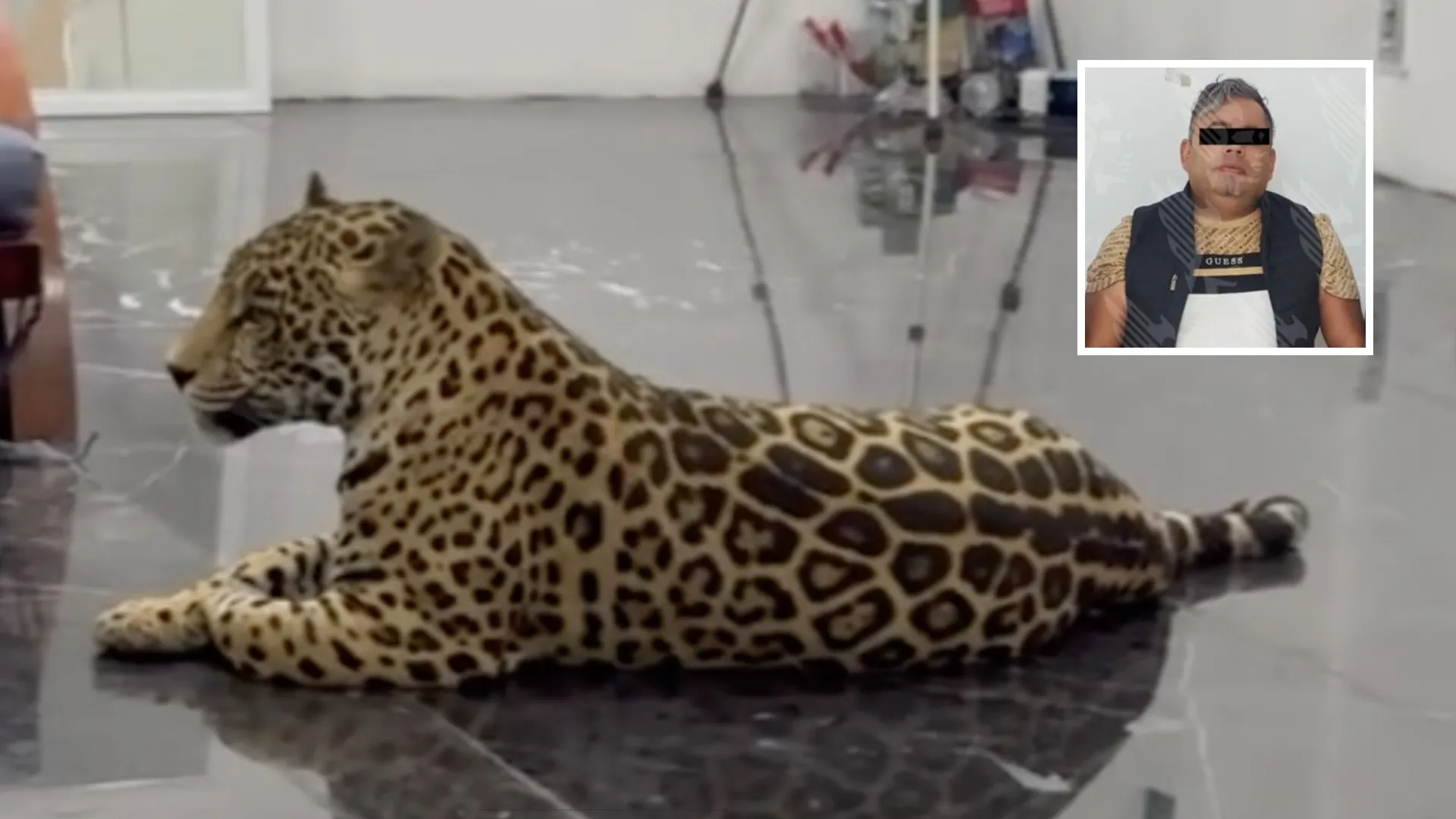Jaguar encadenado en azotea de Puebla: el tráfico de fauna al descubierto