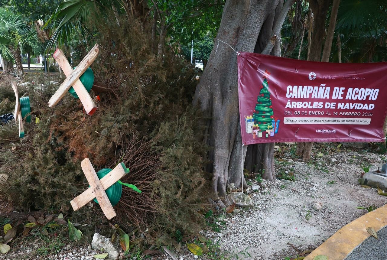 Cancún inicia campaña 2026 de acopio de árboles de Navidad hasta el 14 de febrero