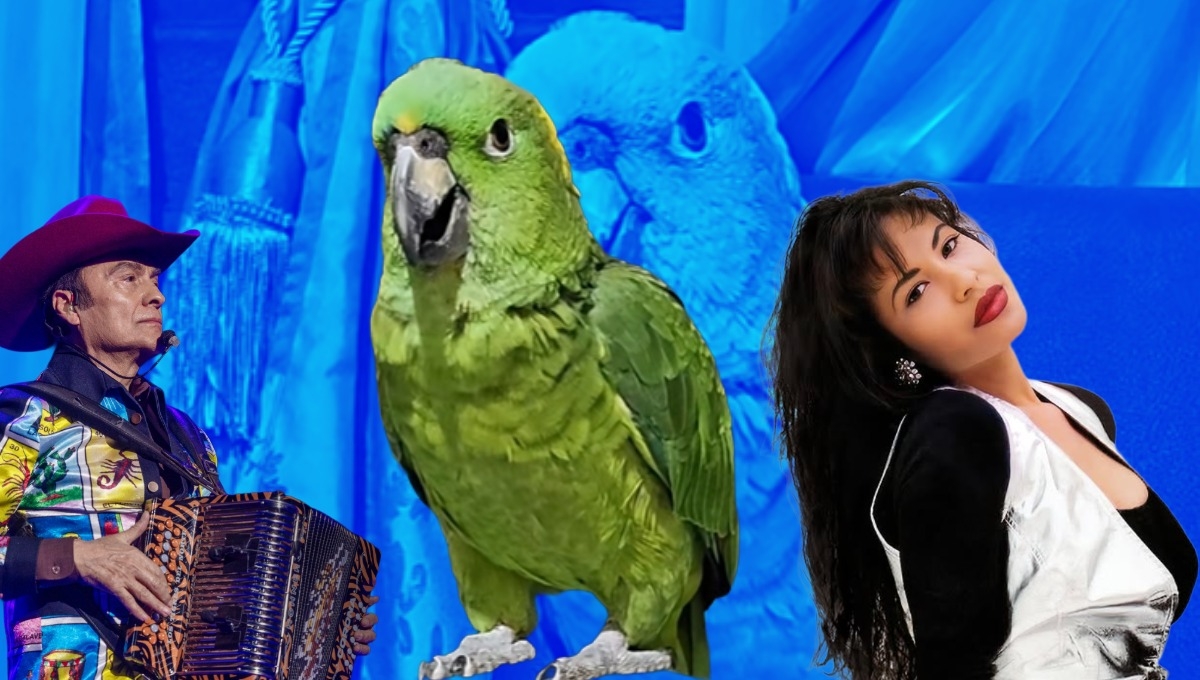 Aguacatito, el loro que enamora en tiktok con sus melodías latinas