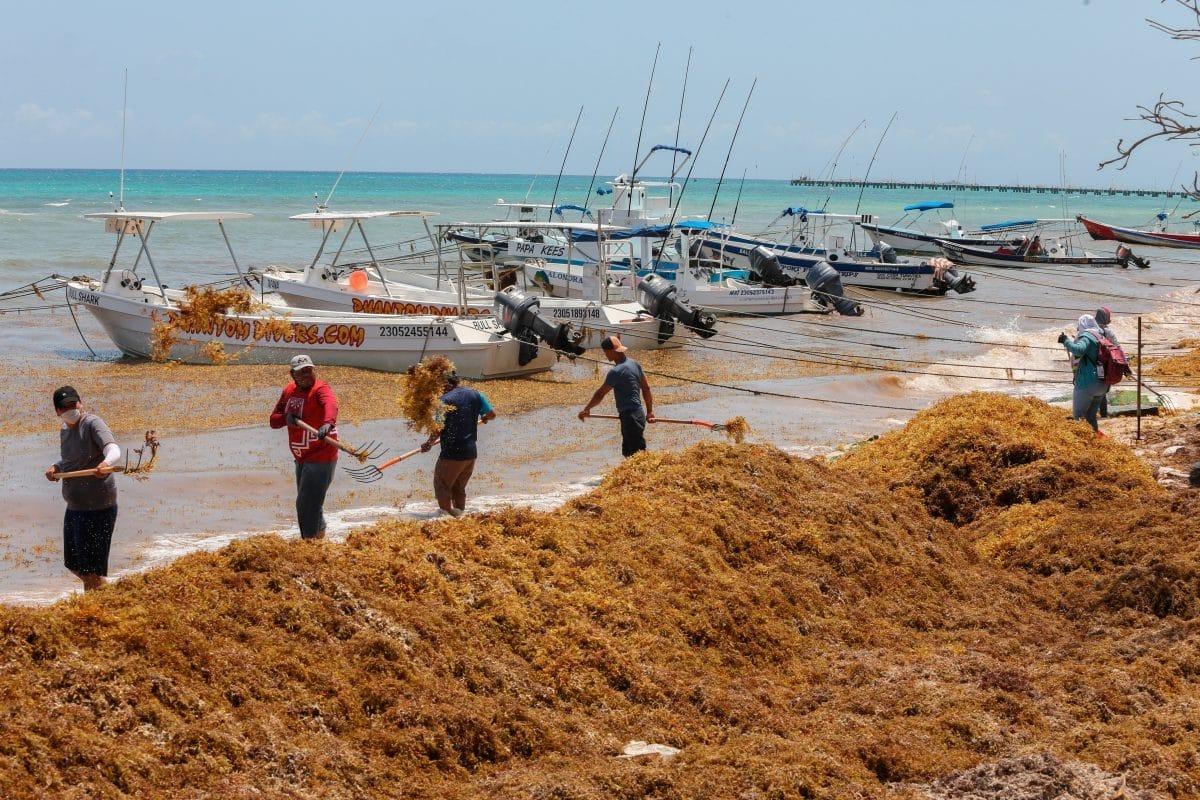 Alerta sargazo en Quintana Roo: millones de toneladas amenazan las costas