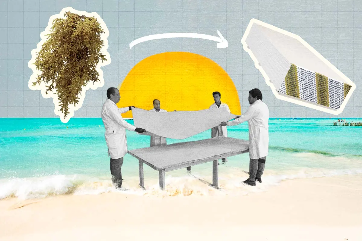 Yucatán propone innovadoras alternativas para el uso del sargazo