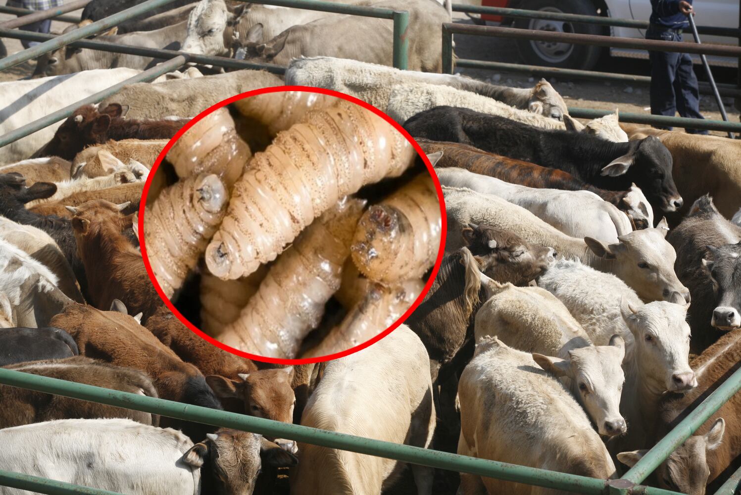 La plaga que aterra al norte ganadero: México expande alerta nacional contra el gusano barrenador
