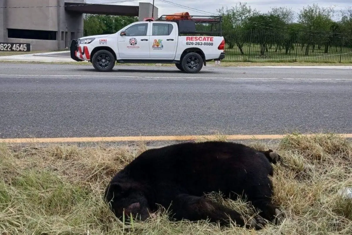 La tragedia final del oso negro en Nuevo León: atropellamiento y riquia causaron la muerte