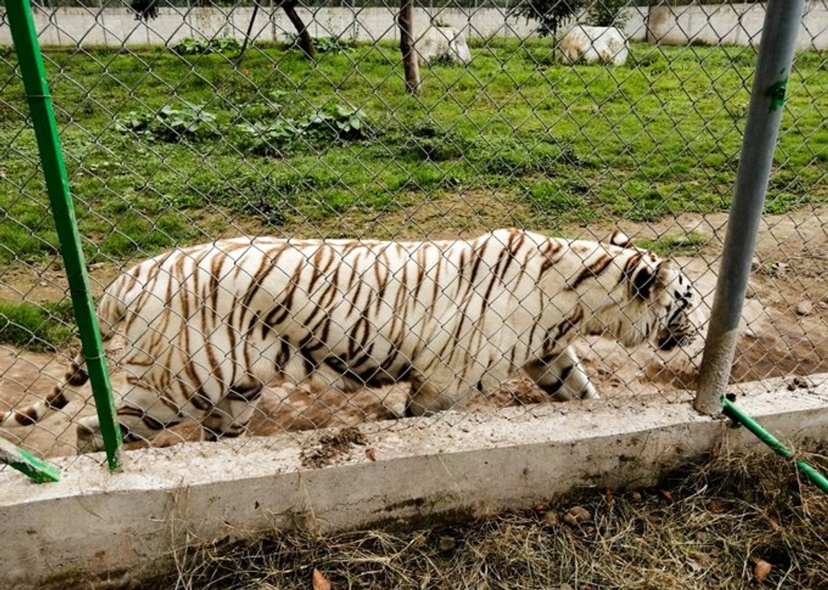 Tigre de Bengala se fuga en Puebla tras fuertes lluvias