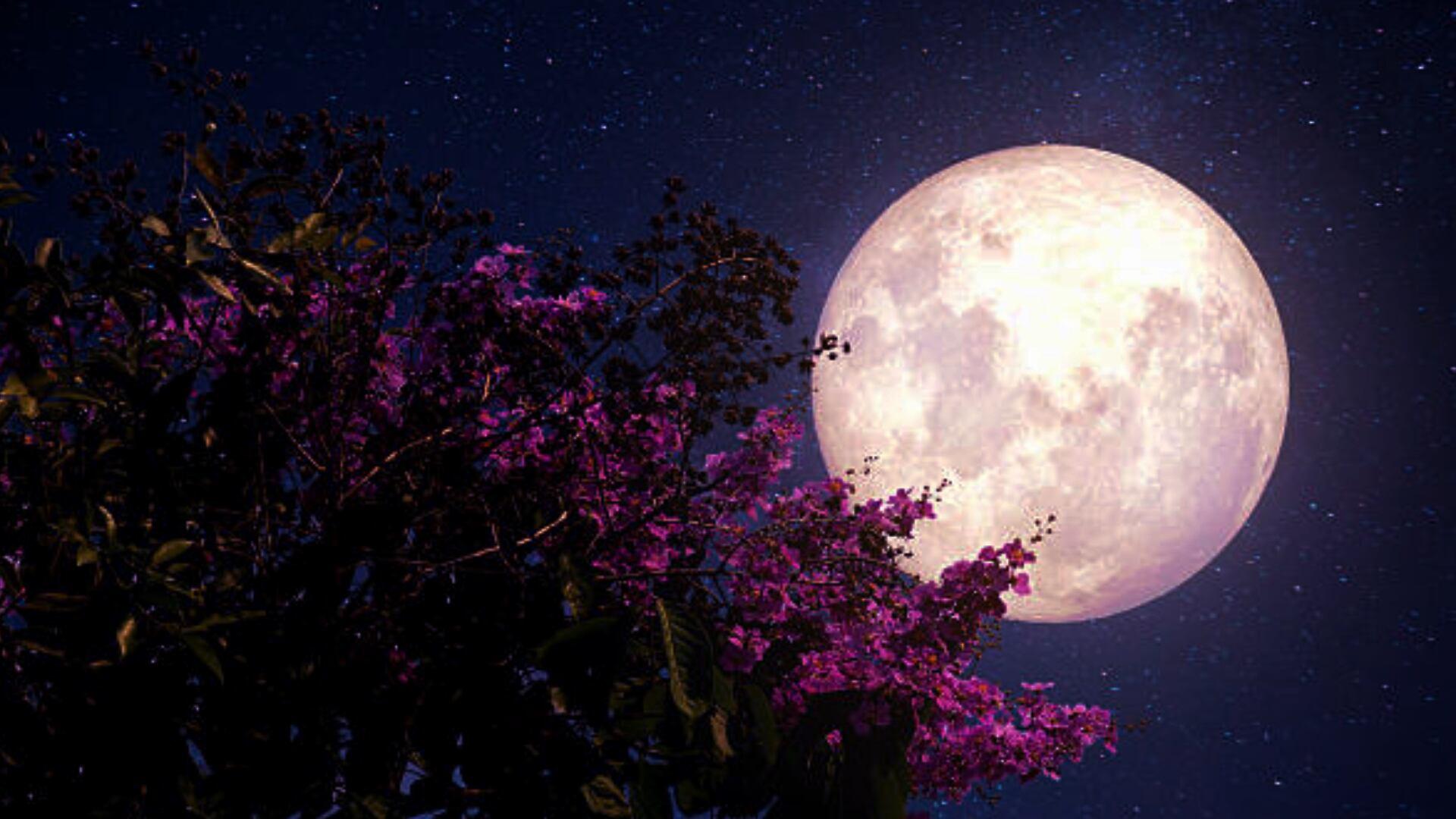Luna de Flores 2025: El fenómeno astronómico que deslumbrará los cielos