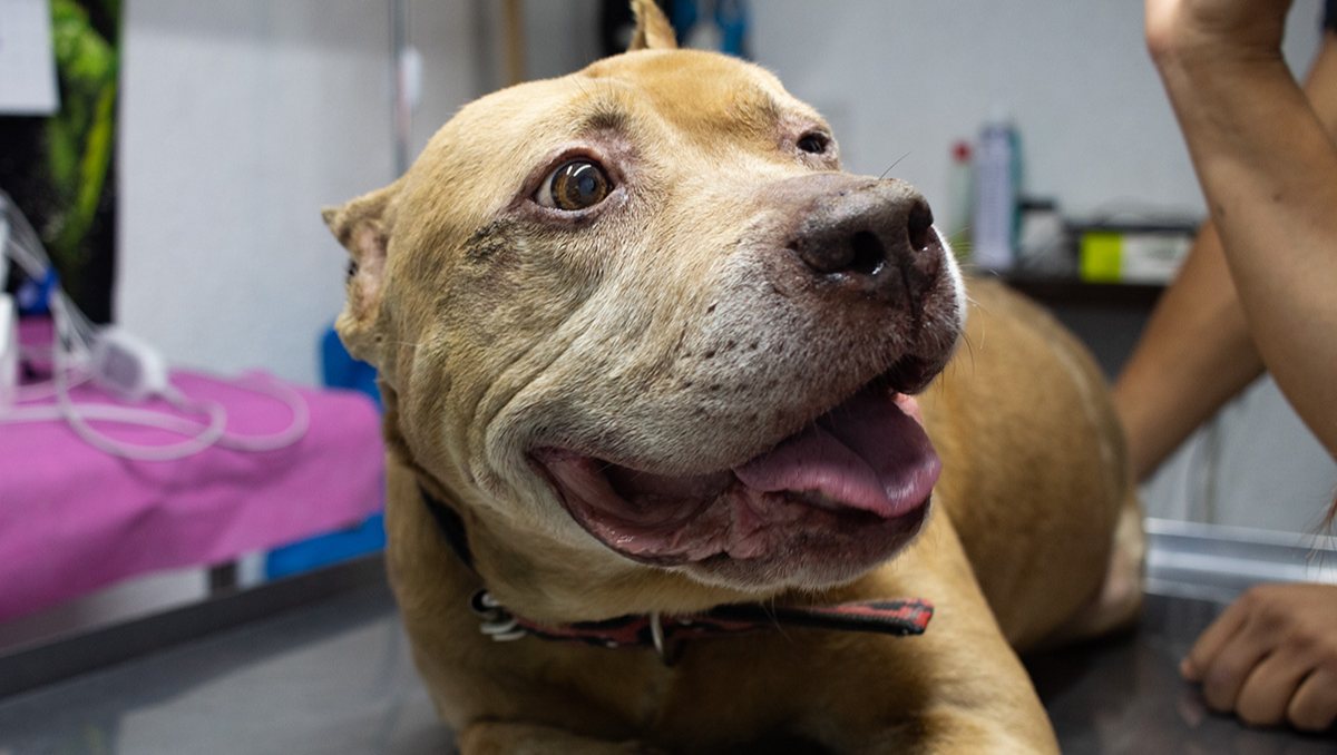 Aslan: Actualizan estado de salud del perrito sobreviviente a explosión