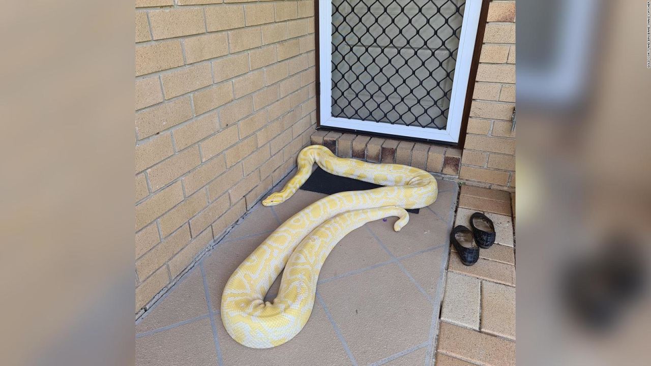 Experiencia australiana: Mujer despierta con pitón de 2.5 metros en el pecho