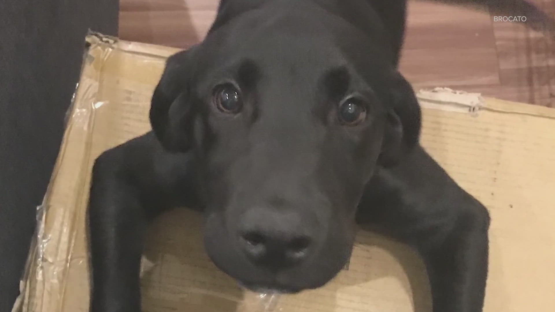 Crueldad animal en Seattle: la brutal golpiza que mató a Mitch, el labrador