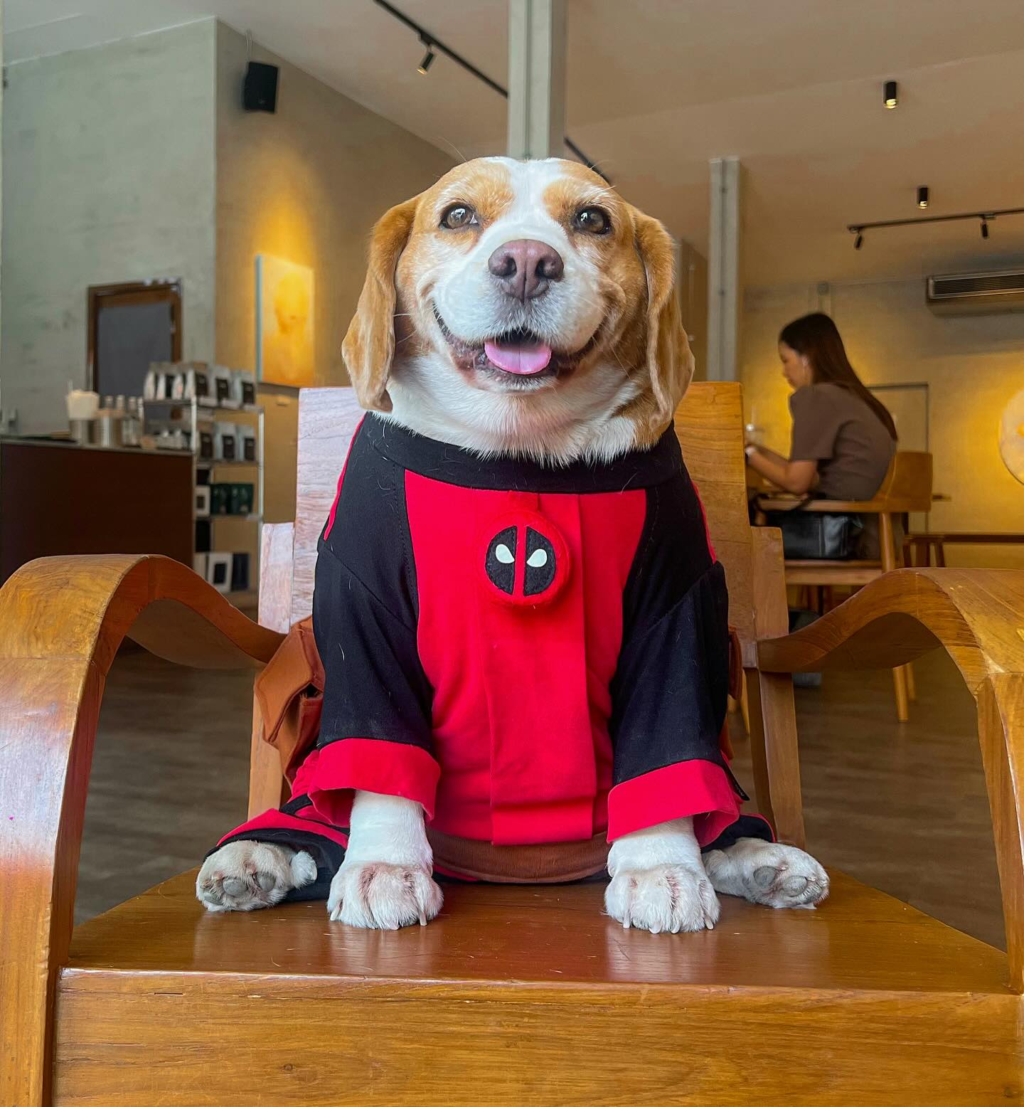 Mootoo, el perro garrafa viral: de meme a debate sobre su salud