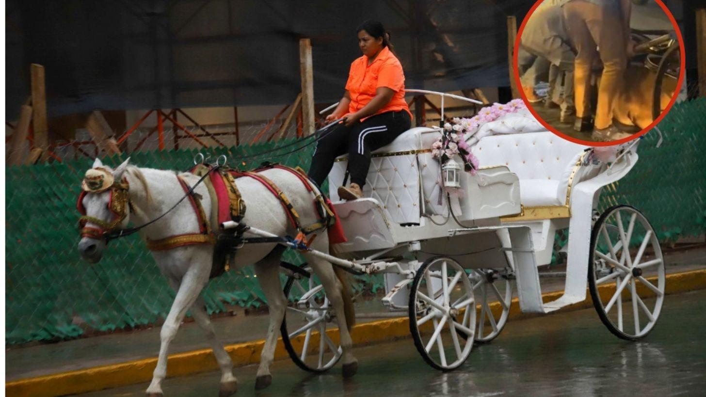 Caballo colapsa en Mérida por jalar calesa: ¿hasta cuándo el maltrato animal turístico?