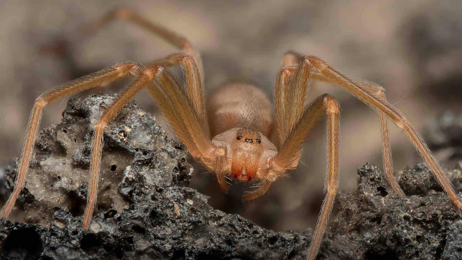 Araña violinista: síntomas de su picadura que podrían salvarte la vida