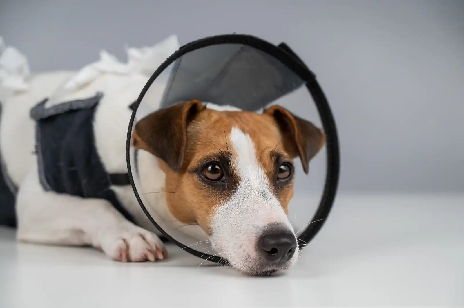 Veterinario explica a perrito cirugía y causa ternura viral en X