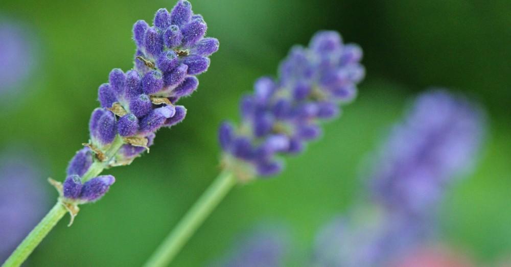 Plantas que ahuyentan alacranes: 3 repelentes naturales que sí funcionan