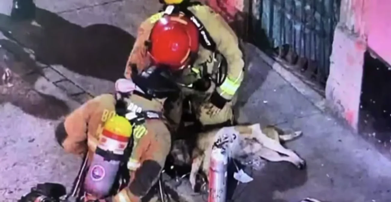 Hazaña en Medellín: el dramático rescate de un perrito inconsciente por bomberos