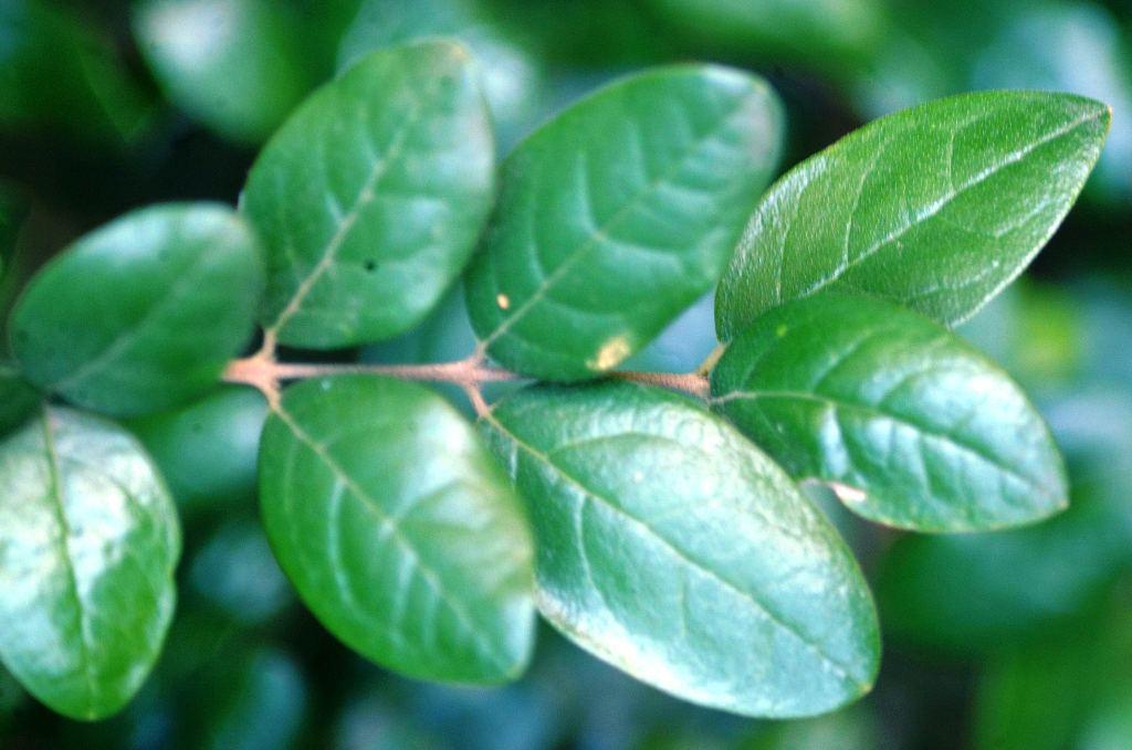 Boldo: el secreto natural para tu vesícula biliar que los médicos están redescubriendo